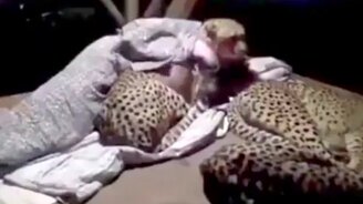 Когда спишь рядом с гепардами - смотреть видео (0:49)