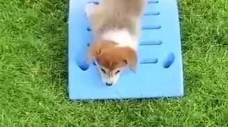 Жидкий щеночек - смотреть видео (0:12)