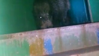 Кабан в подъезде - смотреть видео (0:23)