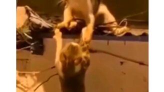 "Король Лев" в реальности - смотреть видео (0:50)