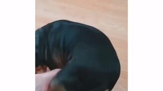 Дай лапку, пёс! - смотреть видео (0:26)