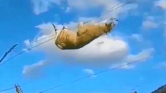 Голодный акробат - смотреть видео (0:13)