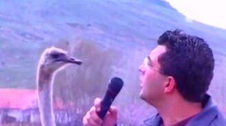 Репортёр против страуса - смотреть видео (0:13)