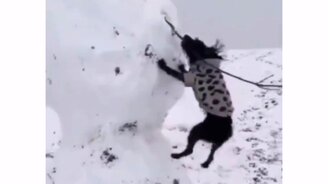 Собачонка против снеговика - смотреть видео (0:13)