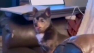 Когда не умеешь лаять - смотреть видео (0:09)