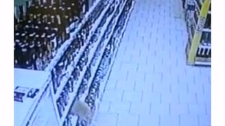 Кошка устроила беспредел в магазине - смотреть видео (0:28)