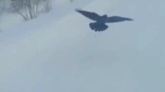 Ворон остановил грузовик - смотреть видео (1:34)