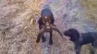 Собака поймала рыбу - смотреть видео (0:50)