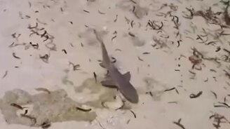 Жертва, которая спаслась - смотреть видео (0:11)