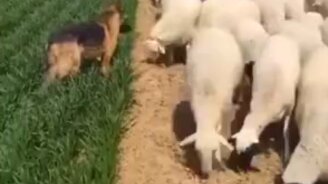 Здесь траву есть не положено - смотреть видео (0:15)