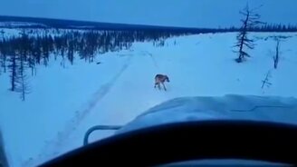 Как ведёт себя бешеный волк - смотреть видео (2:43)