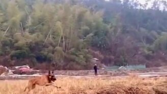 Прыжок-полёт овчарки - смотреть видео (0:10)