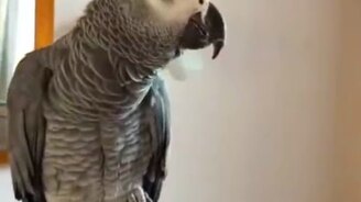 Доброе утро, мой попугайчик! - смотреть видео (1:04)