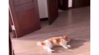 Кот разнервничался - смотреть видео (0:14)