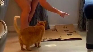 Точи когти об коробку - смотреть видео (0:24)