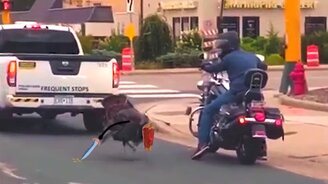 Мотоциклист против индюка - смотреть видео (0:32)