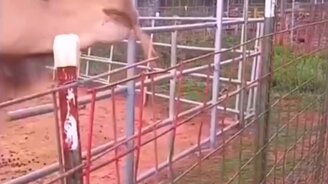 Попробовал волосы на вкус - смотреть видео (0:06)