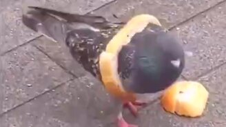 Запасливый голубь - смотреть видео (0:10)