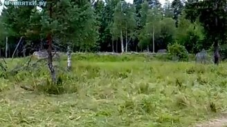 Здорово замаскировались - смотреть видео (0:28)