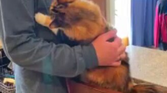 Кошка - сама нежность - смотреть видео (0:08)