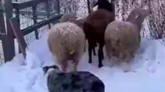 Как работает пастушья собака - смотреть видео (1:49)