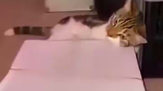 Собралось три кота вместе - смотреть видео (0:29)