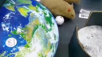 Ракета-домик для хомяка - смотреть видео (1:01)