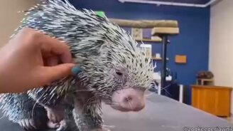 Дикобраз - друг человека - смотреть видео (0:21)