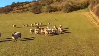 Прирождённый пастух - смотреть видео (0:41)