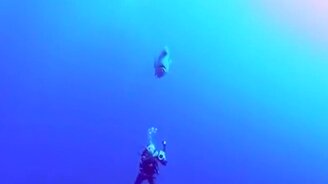 Рыба-наполеон вблизи - смотреть видео (0:15)