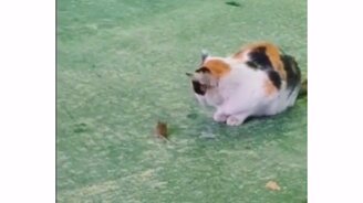 Бракованная кошка - смотреть видео (0:11)