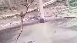 Чемпионат по прыжкам в воду среди обезьян - смотреть видео (0:24)