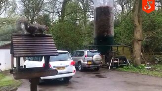 Белка-циркачка и кормушка - смотреть видео (0:36)