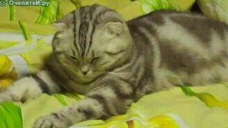 У кота сели батарейки - смотреть видео (0:10)