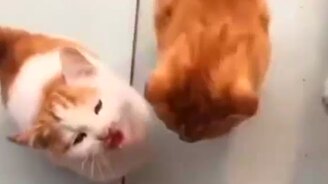 Банда хором просит еды - смотреть видео (1:00)