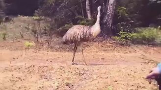 Страус посреди уральского леса - смотреть видео (0:28)