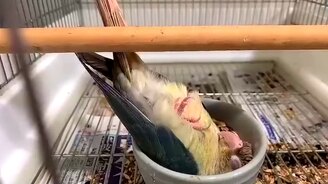 Попугай утром - смотреть видео (0:17)