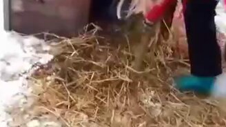 Создаёт себе уют в будке - смотреть видео (0:30)