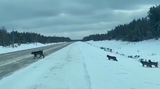 Семья рысей пересекает дорогу - смотреть видео (1:00)