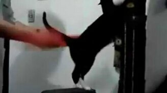 Кот любит погорячее - смотреть видео (1:35)