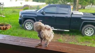 Танец общипанного попугая - смотреть видео (0:28)