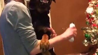 Реакция собаки на стрижку когтей - смотреть видео (0:44)