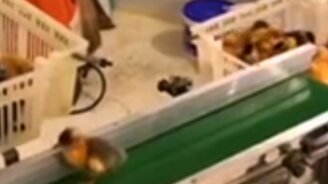 Беговая дорожка для утёнка - смотреть видео (0:37)