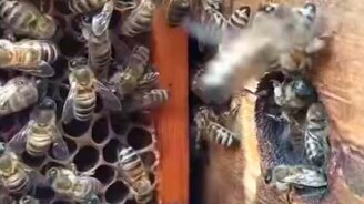 Что такое перга - смотреть видео (1:33)