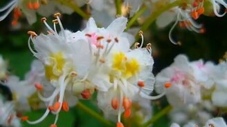 Танец цветов под красивую музыку - смотреть видео (3:13)