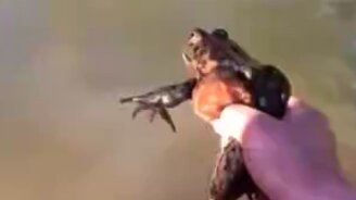 Жаба заглотила лысуху - смотреть видео (0:38)