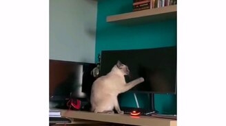 Пока хозяин не видит - смотреть видео (0:37)