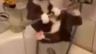 Котик на гусаке смесителя - смотреть видео (0:28)