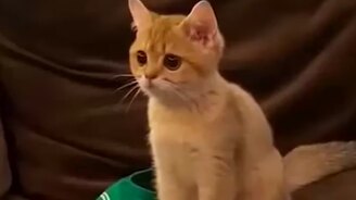 Котёнок-зайчонок - смотреть видео (0:22)