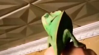 Вместо мухобойки - смотреть видео (0:08)